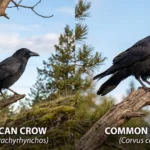 crow or raven